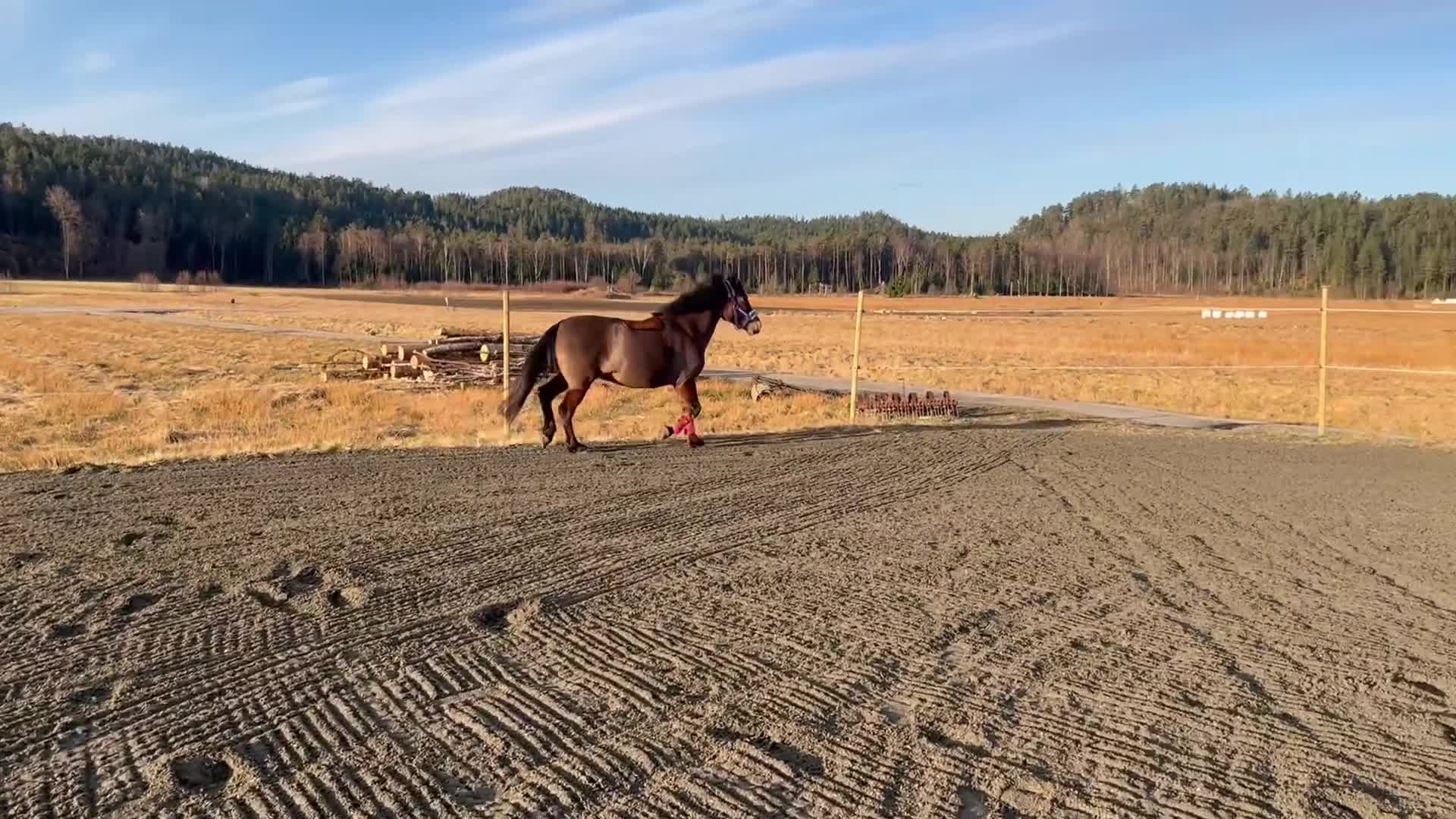 Allround hästar till salu: Ponny med stort hjärta söker fem ⭐️ hem i Spekeröd - Video 1