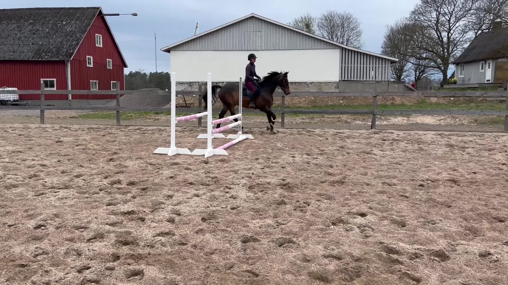 Hoppning hästar till salu: Fantastisk hopphäst✨ - Video 2
