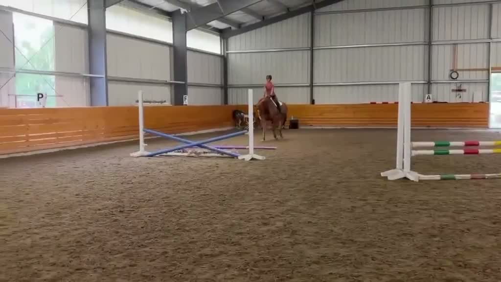 Hoppning hästar till salu: Otroligt snäll och lovande unghäst - Video 2
