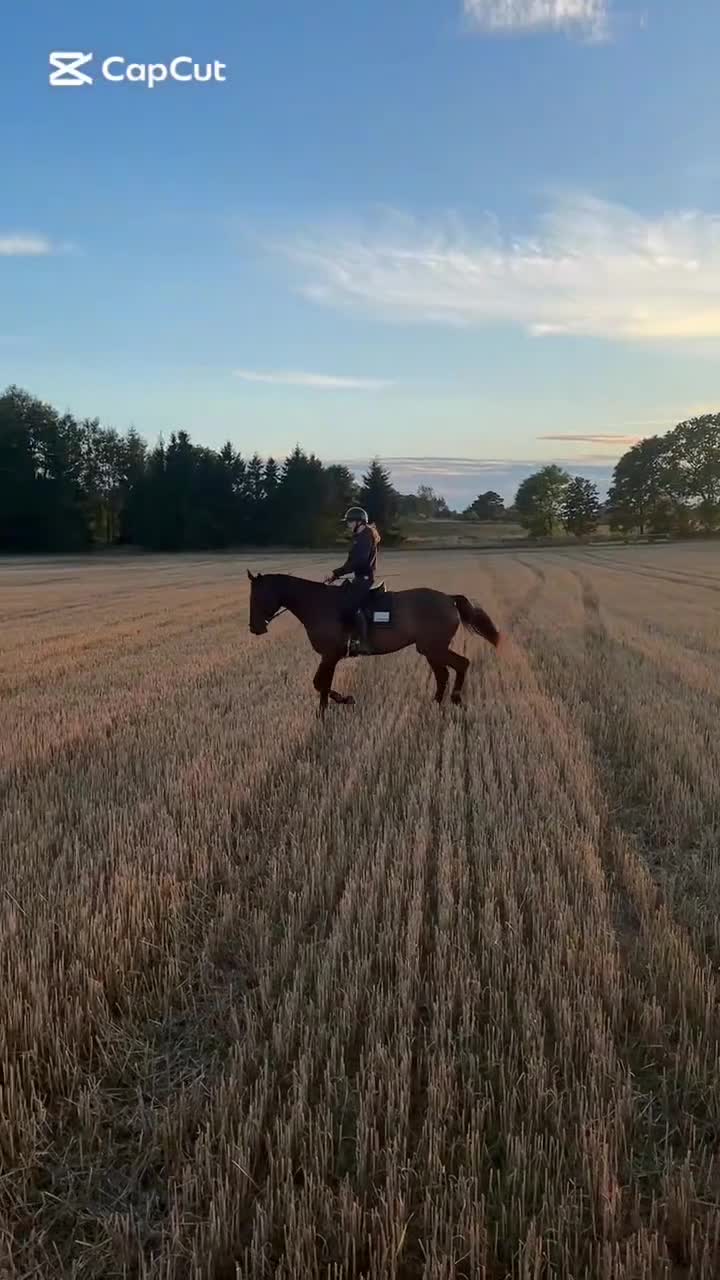 Allround hästar till salu: Social och personlig valack letar nytt hem⭐️ - Video 4