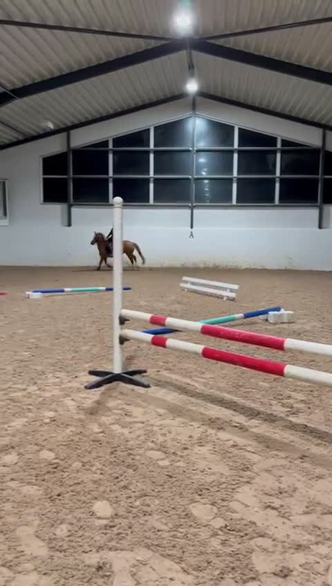 Hoppning hästar till salu: Snäll & snygg c-ponny som gått de stora klasserna - Video 5