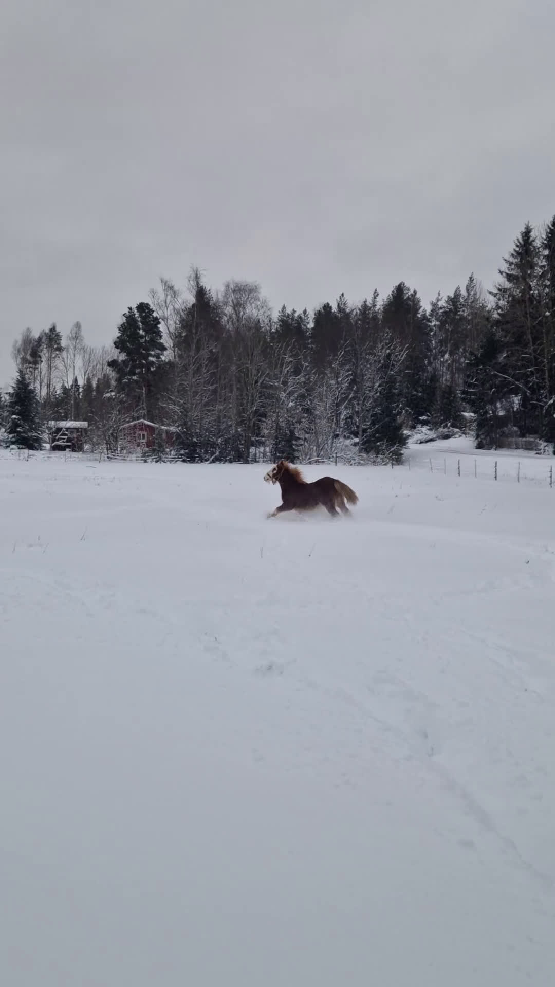 Allround hästar till salu: Vackert hingstföl säljes  - Video 1
