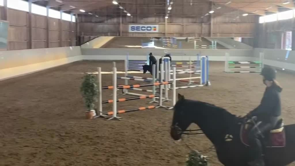 Hoppning hästar till salu: ROSETTPLOCKARE 🏆🥇 i Fagersta - Video 5