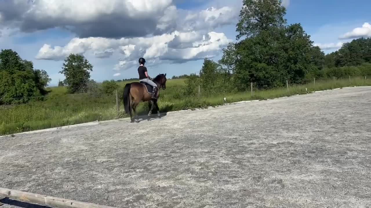 Dressyr hästar till salu: Fin ponny för dressyr - och eller uteritter i Avesta - Video 2