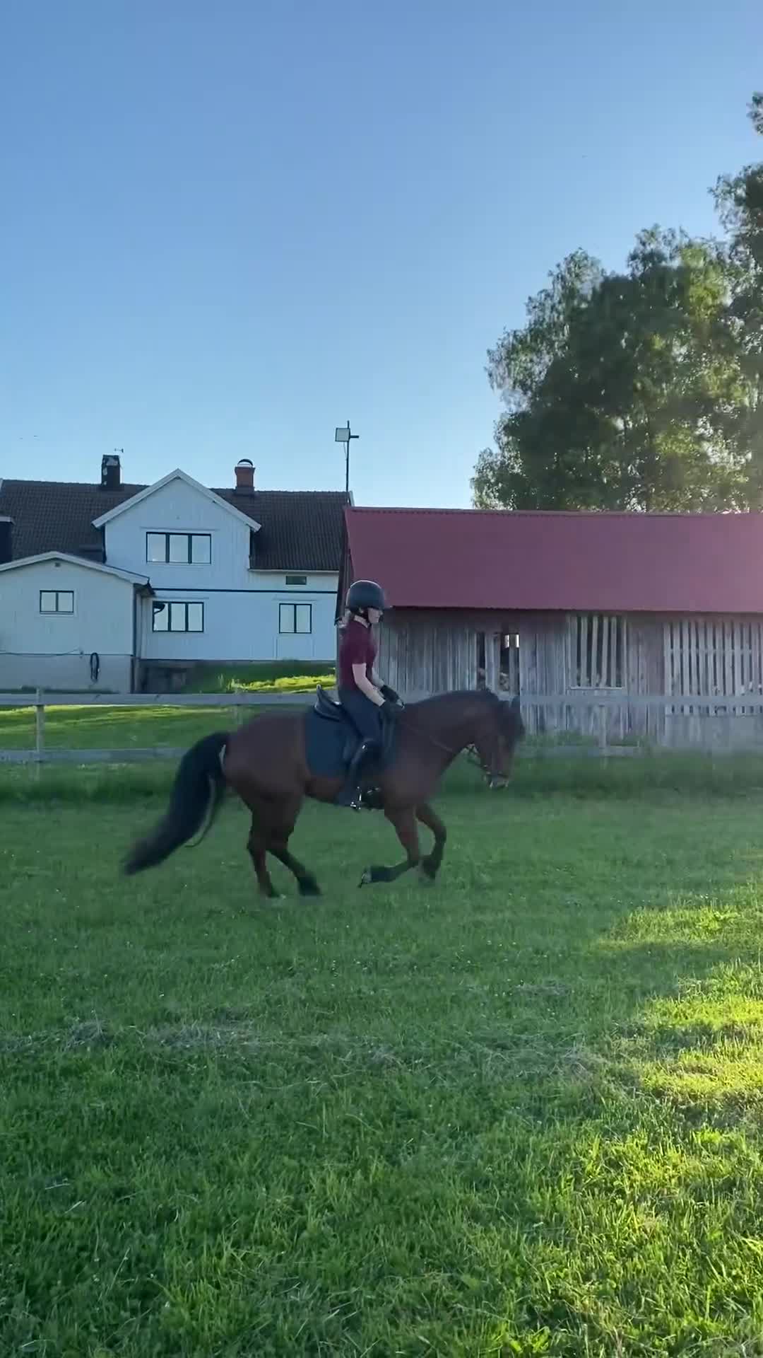 Allround hästar till salu: Skogsmulle och kompis i Ervalla - Video 5