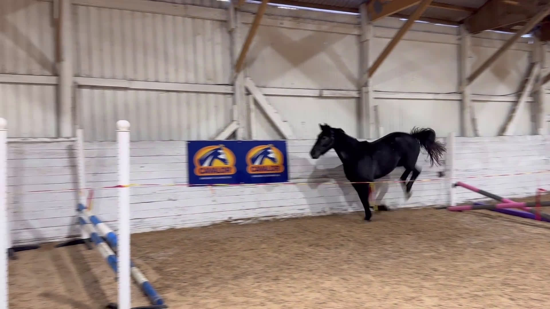 Hoppning hästar till salu: Sto för de största  i Åtvidaberg - Video 2