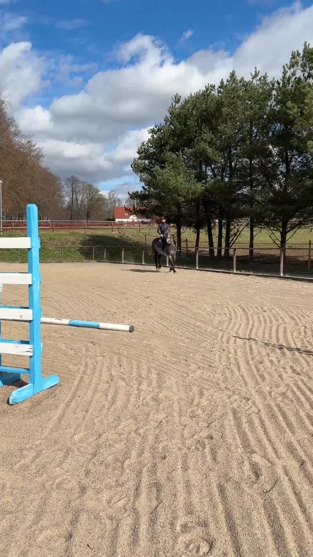 Hoppning hästar till salu: Stallets nallebjörn och framtida stjärna! - Video 1