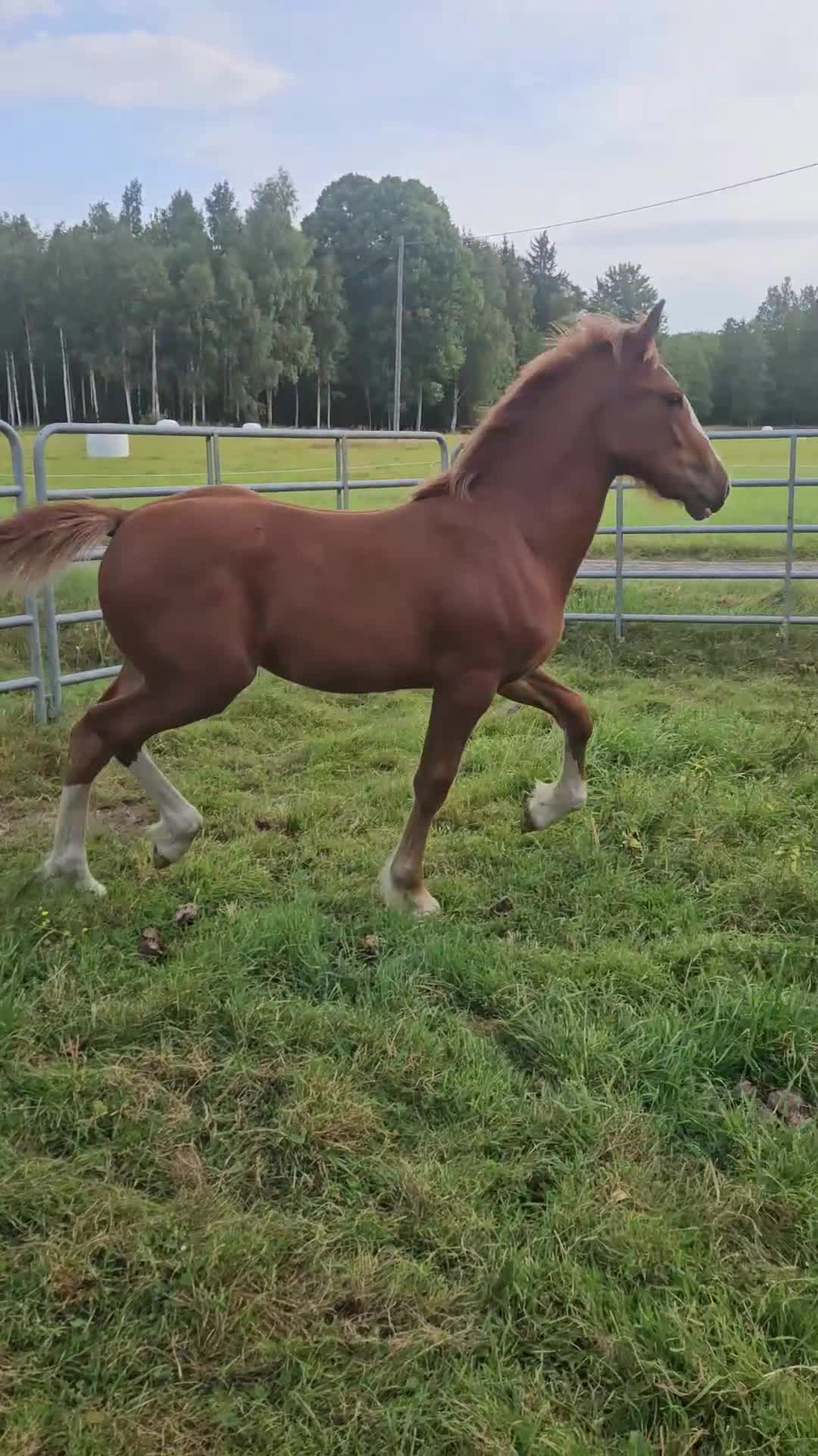 Allround hästar till salu: Superfina Cassandra irish cob/vbl - Video 1