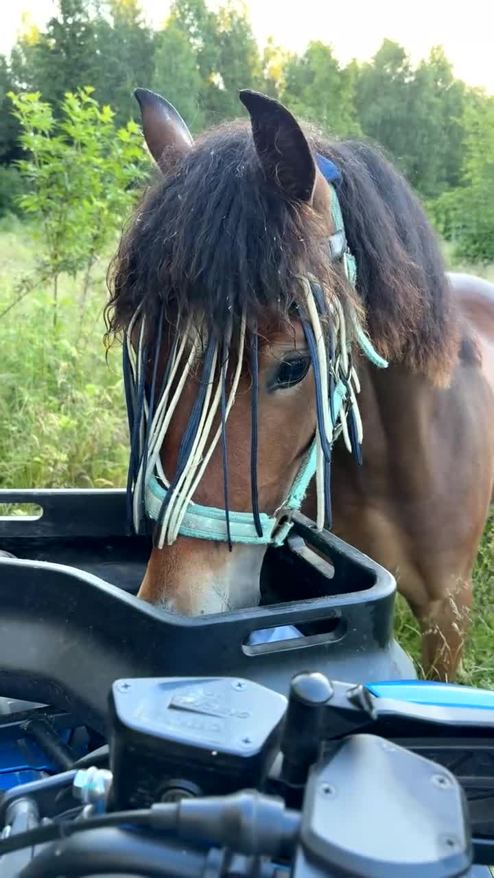 Allround hästar till salu: Welsh Cob-sto med kvalitet, stam & framtid🌟 - Video 2