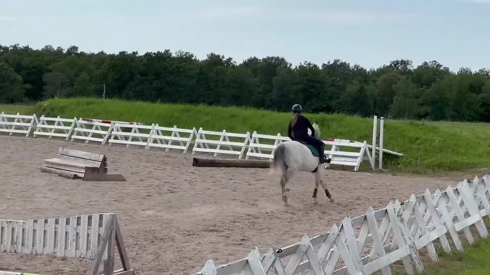 Allround hästar till salu: D-ponny söker sin perfekta ryttare - Video 3