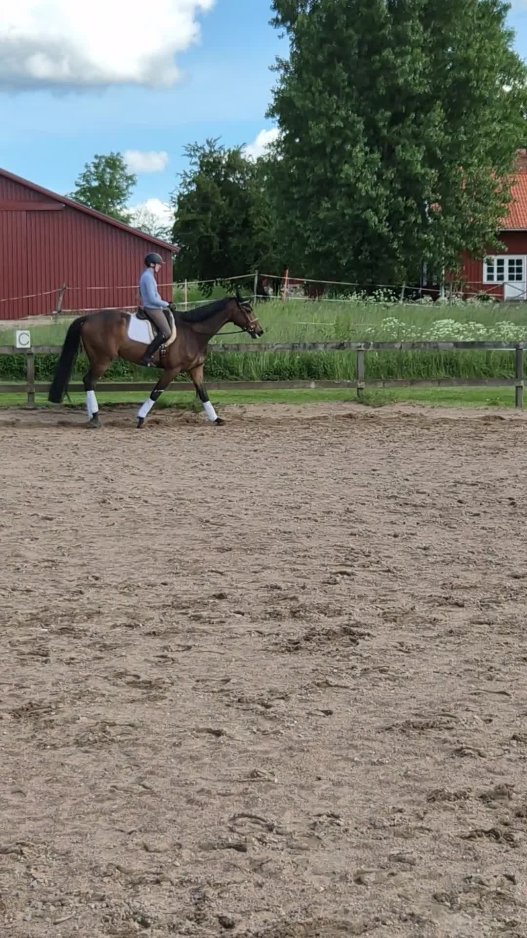 Dressyr hästar till salu: Mycket lovande dressyr valack  - Video 4