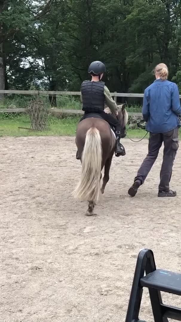 Allround hästar till salu: Tysk Klassisk Ponny, stamtavla, inridning påbörjad - Video 1