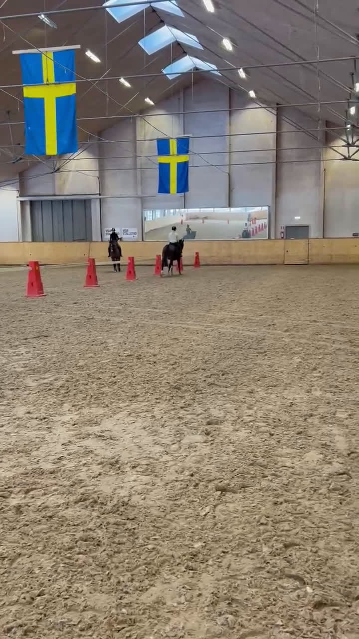 Dressyr hästar till salu: Lyxig multitalang, ev byte välhoppande d-ponny. i Gråbo - Video 1