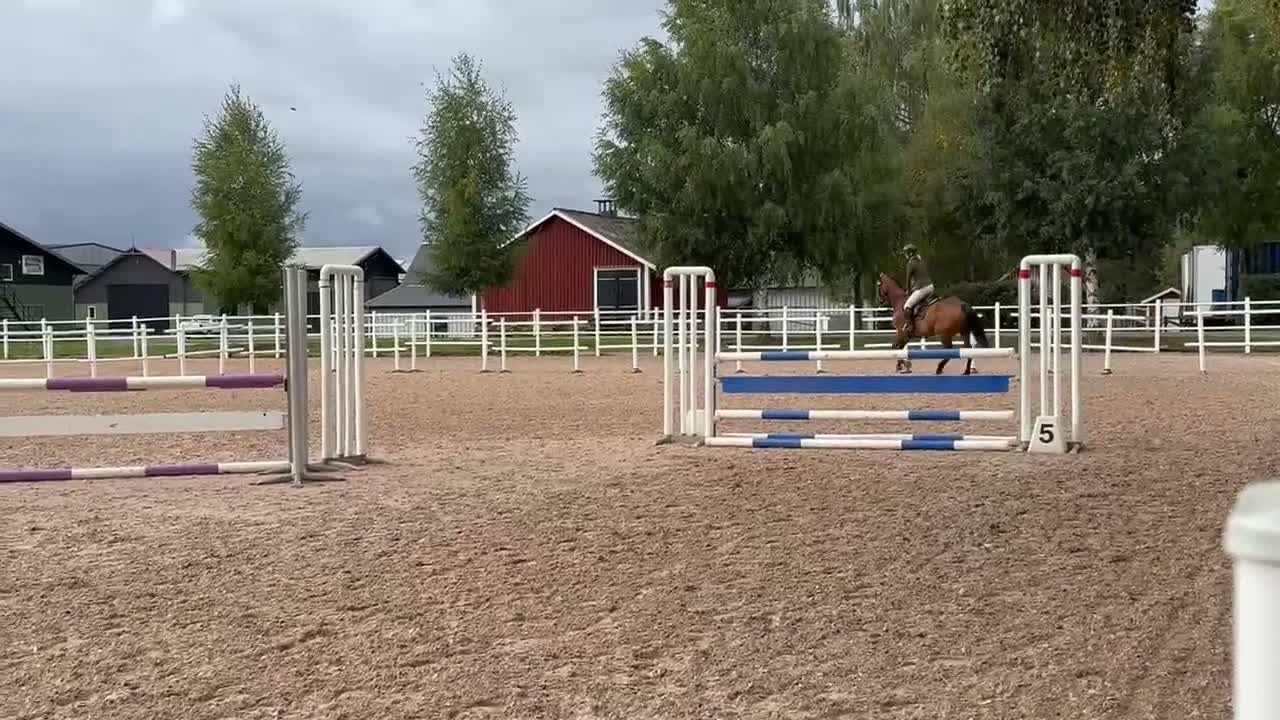 Hoppning hästar till salu: 5årigt fölsto - Video 1