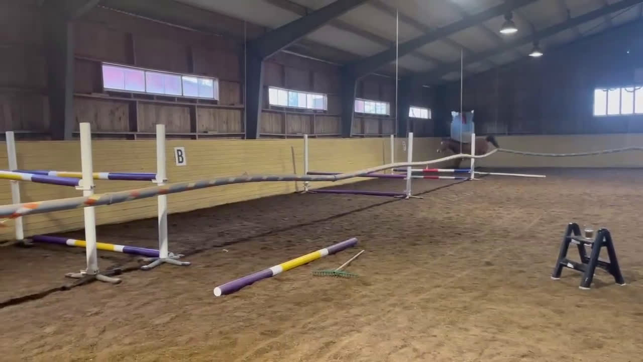 Allround hästar till salu: Projekt - Video 2