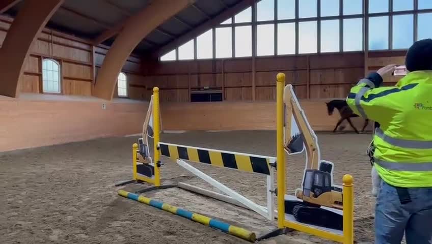 Hoppning hästar till salu: Ståtlig kille  - Video 3