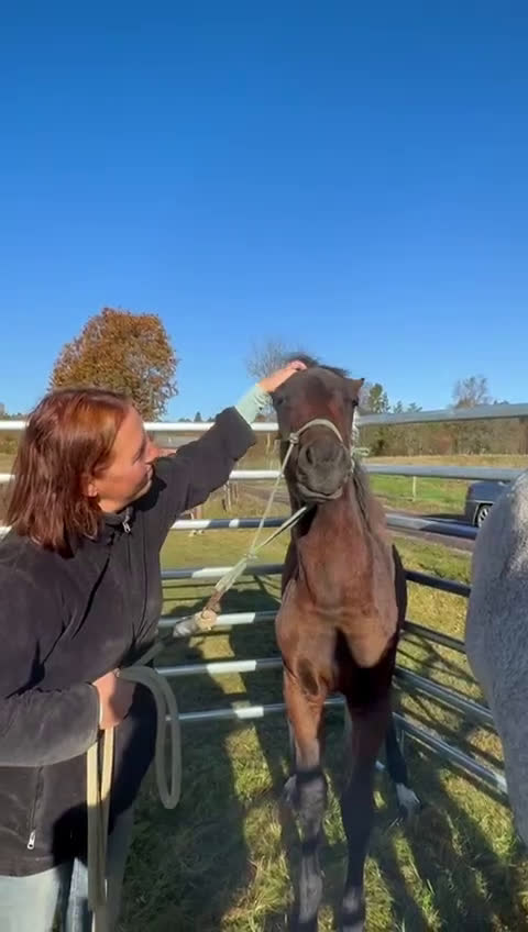 Hoppning hästar till salu: Fantastic Colt for Sale – by Hardrock Z x Indoctro i Ullared - Video 1