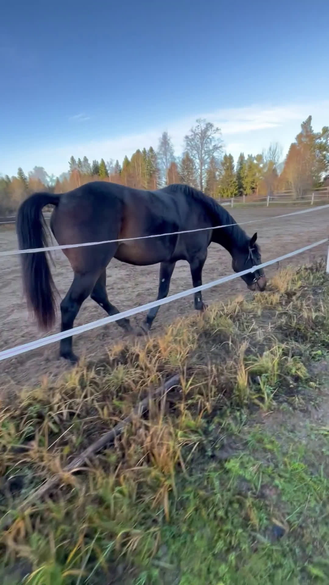 Sällskap hästar till salu: Snäll kompis  - Video 1