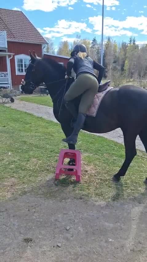 Allround hästar till salu: Häftig valack  i Nybro - Video 2