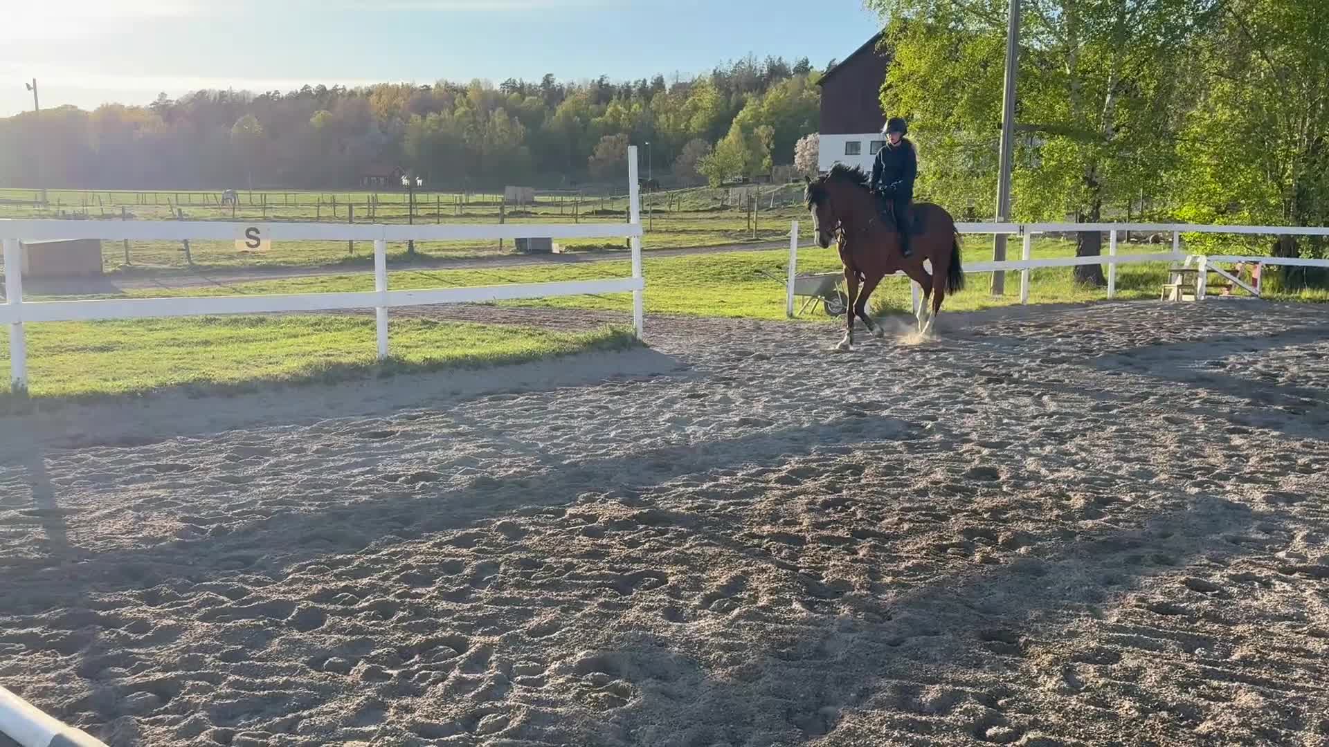 Hoppning hästar till salu: 5-åring e Mr Vain  - Video 3