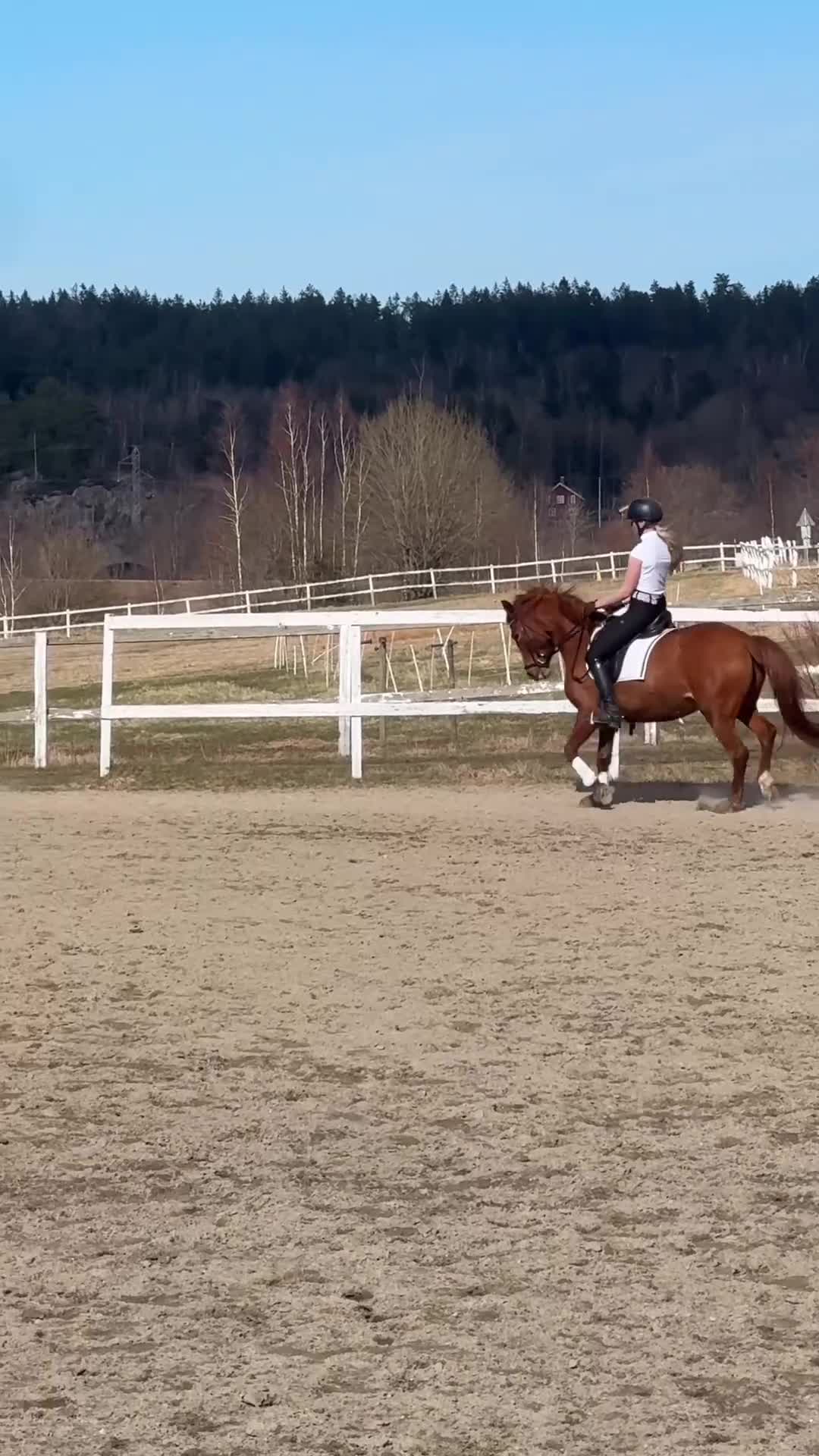 Dressyr hästar till salu: Framtida mästerskapsponny - Video 1