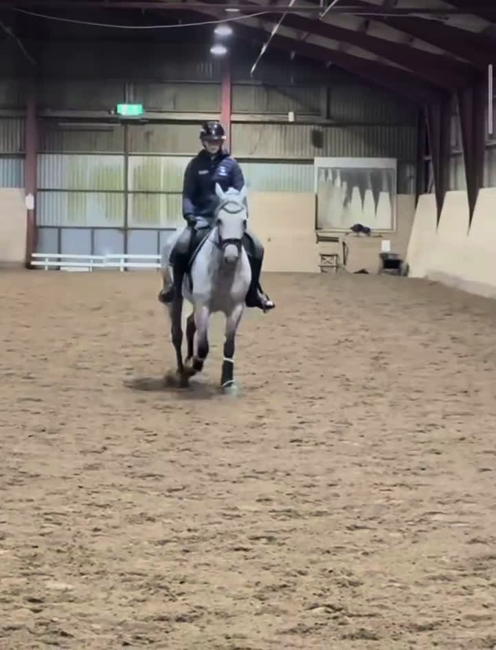 Allround hästar till salu: Drömponny inom valfri gren - Video 3
