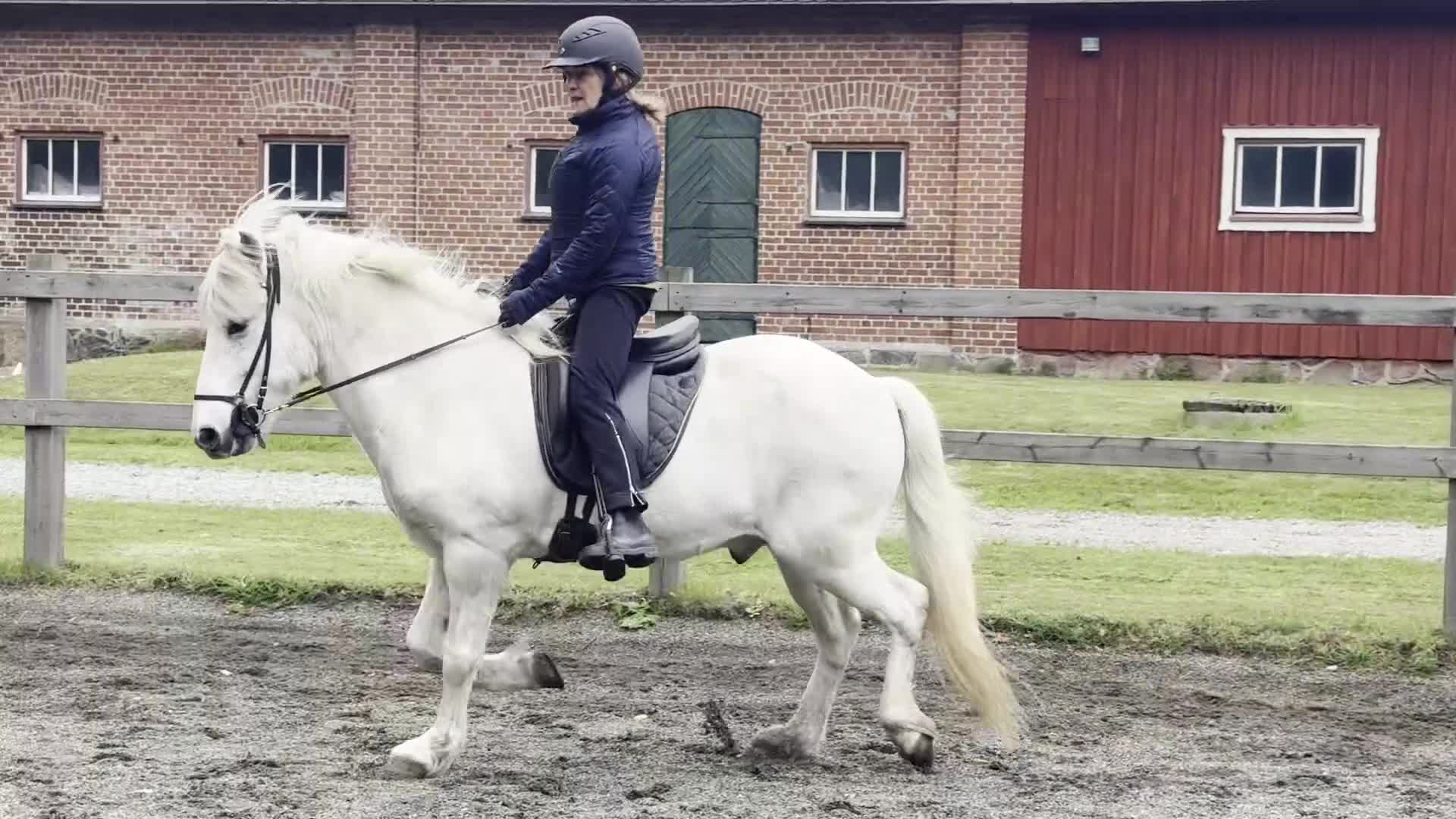 Island hästar till salu: En riktig bästa kompis! i Torna-hällestad - Video 1