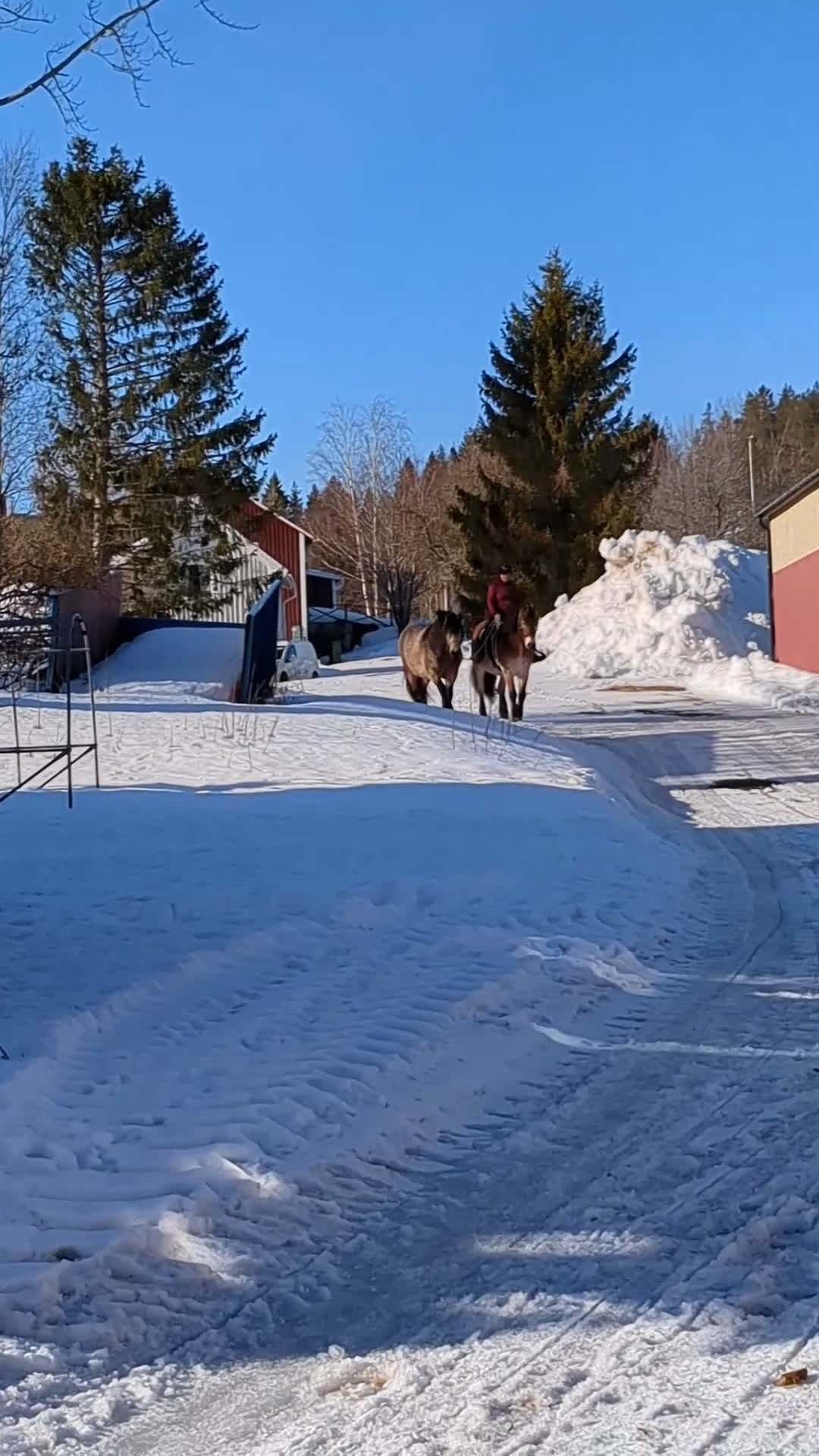 Allround hästar till salu: Otroligt snäll, körd & riden nsv valack. i Ullånger - Video 1