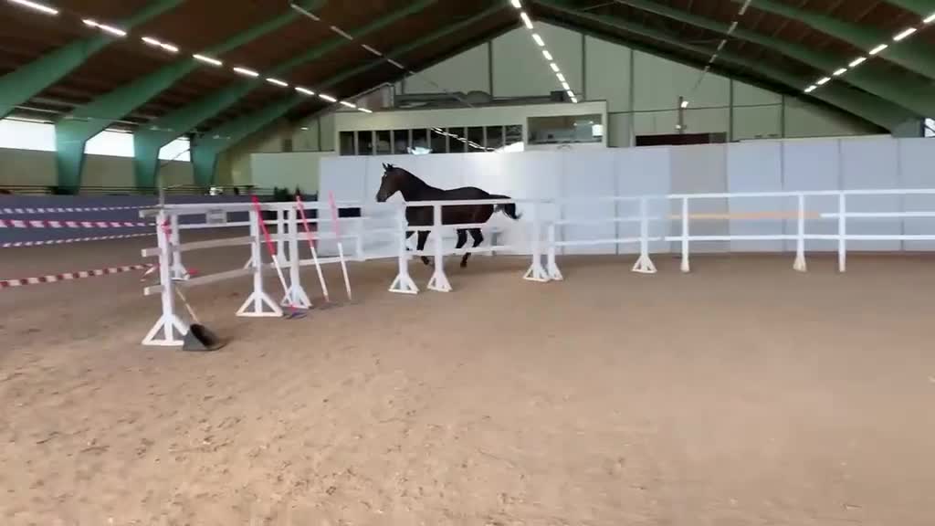 Hoppning hästar till salu: Valack efter svårklass-sto i Axvall - Video 2