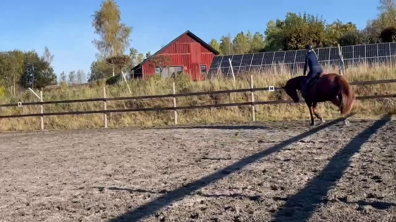 Allround hästar till salu: En bästa vän att ha roligt med! i Karlstad - Video 1