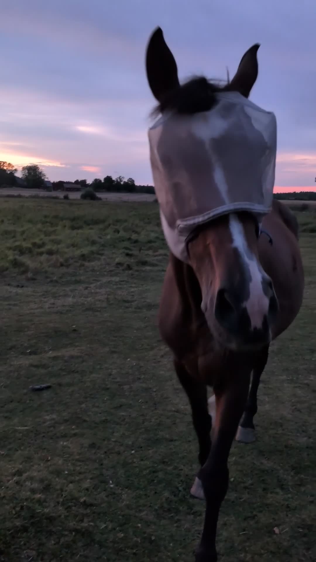 Allround hästar till salu: Roligt och känsligt sto söker nytt hem - Video 2