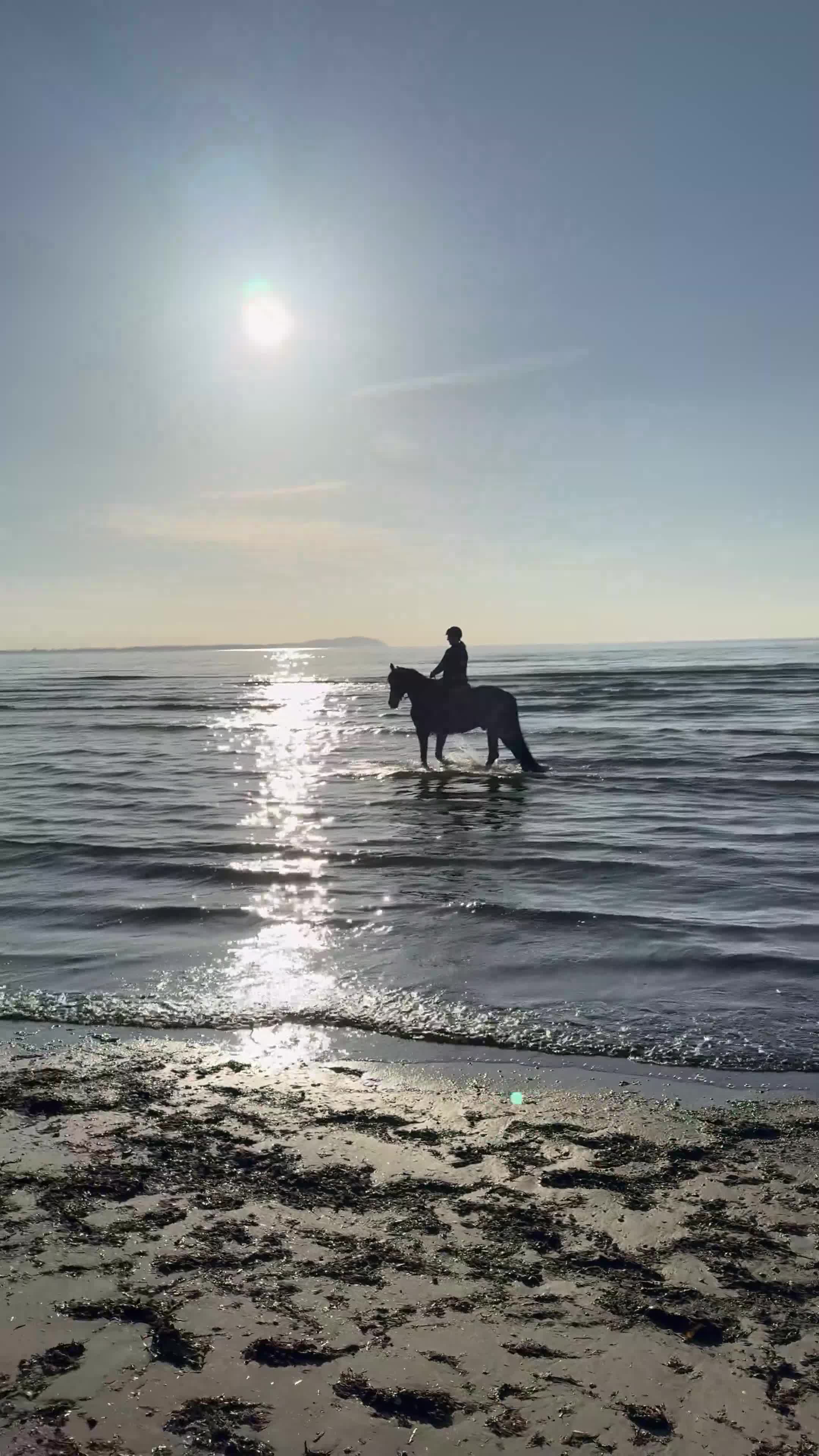 Allround hästar till salu: Stilig gentleman - Video 3