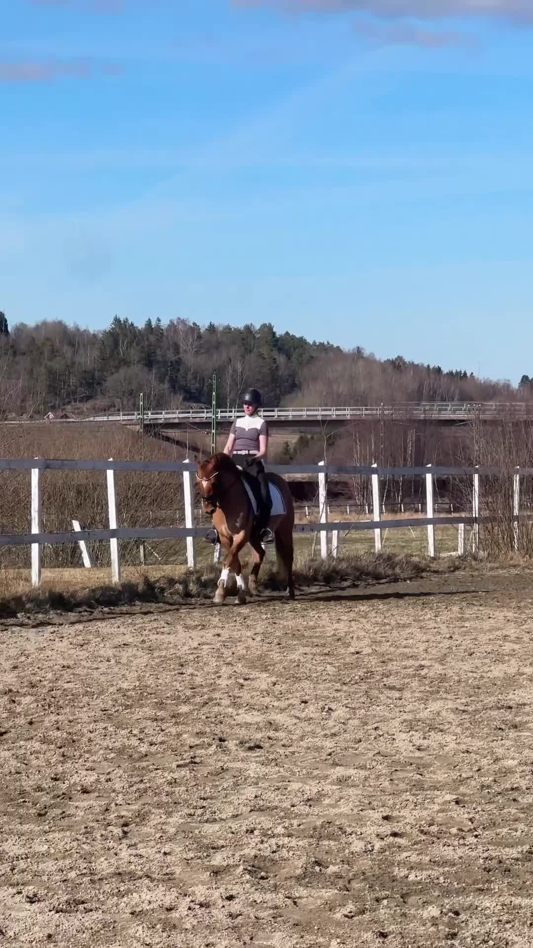 Dressyr hästar till salu: Charmig gångartsponny - Video 1