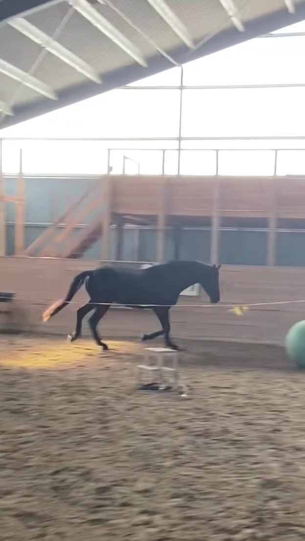 Dressyr hästar till salu: Snäll och talangfull kille efter Janeiro Platinum  i Knivsta - Video 3