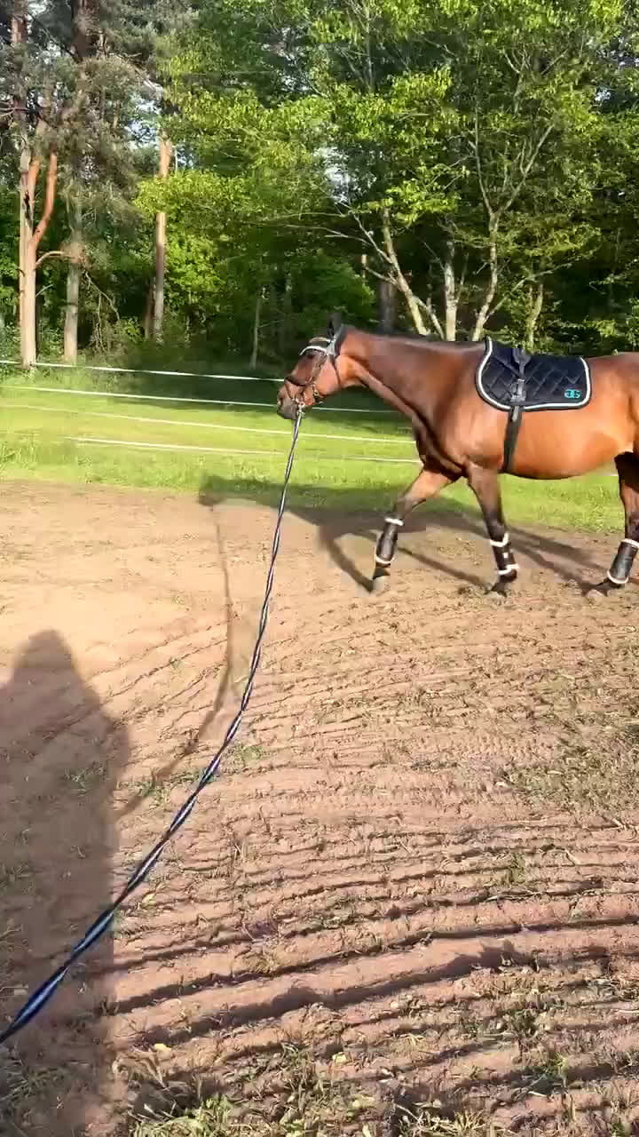 Allround hästar till salu: Avel/ Allround intressekoll i Kristianstad - Video 1