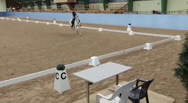 Hoppning hästar till salu: Topponny för högre klasser i Göteborg - Video 2