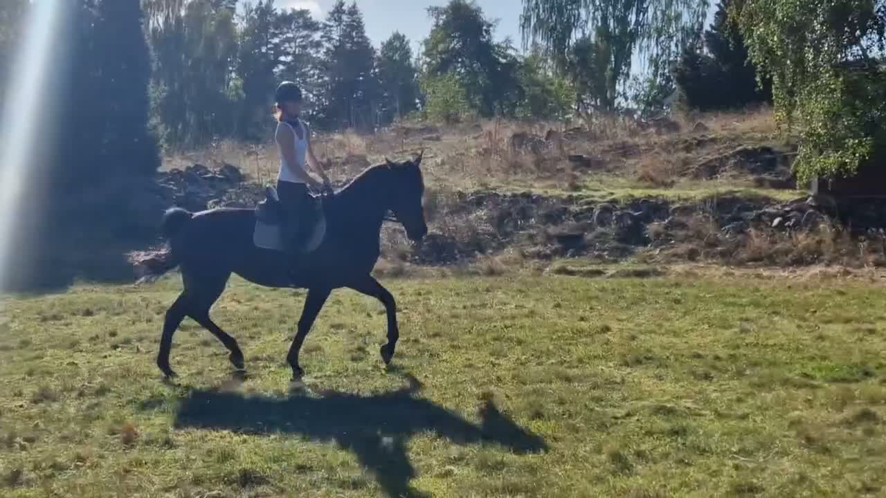 Allround hästar till salu: Världens finaste tjej söker världens bästa hem!  - Video 1