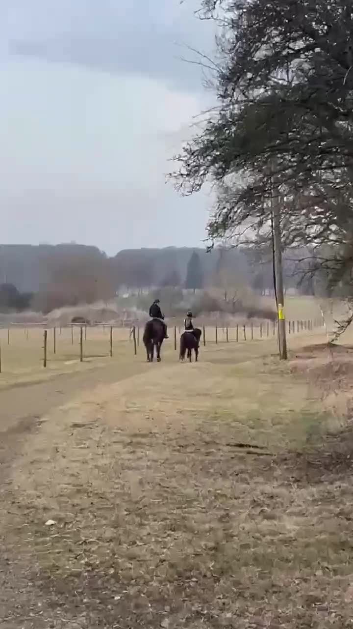 Allround hästar till salu: Ponny med kapacitet och utstrålning - Video 4