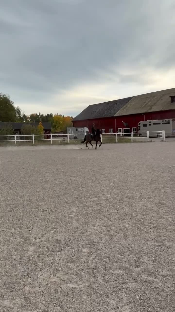 Hoppning hästar till salu: Fin ponny med kapacitet  - Video 2