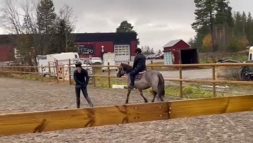 Körning hästar till salu: Charmig ponny till tuff ryttare! i Ljusdal - Video 1
