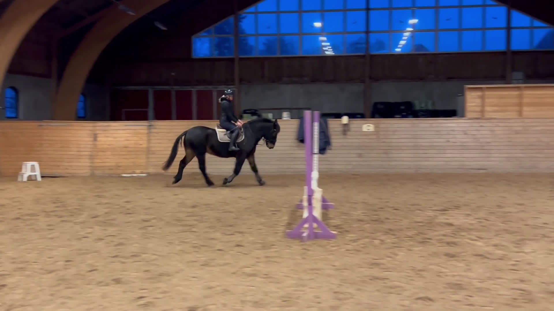 Allround hästar till salu: Fantastik häst - Video 1