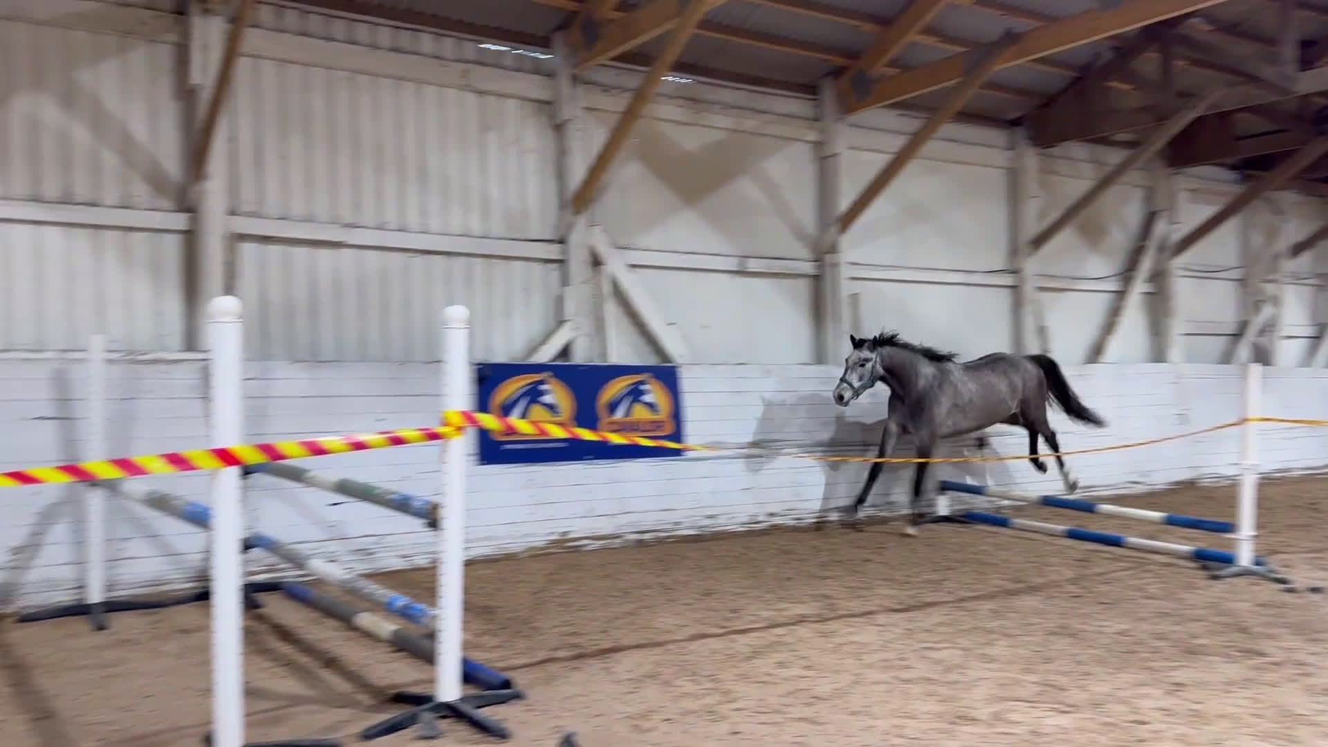 Hoppning hästar till salu: Blivande 3åring e: Caracas  - Video 1