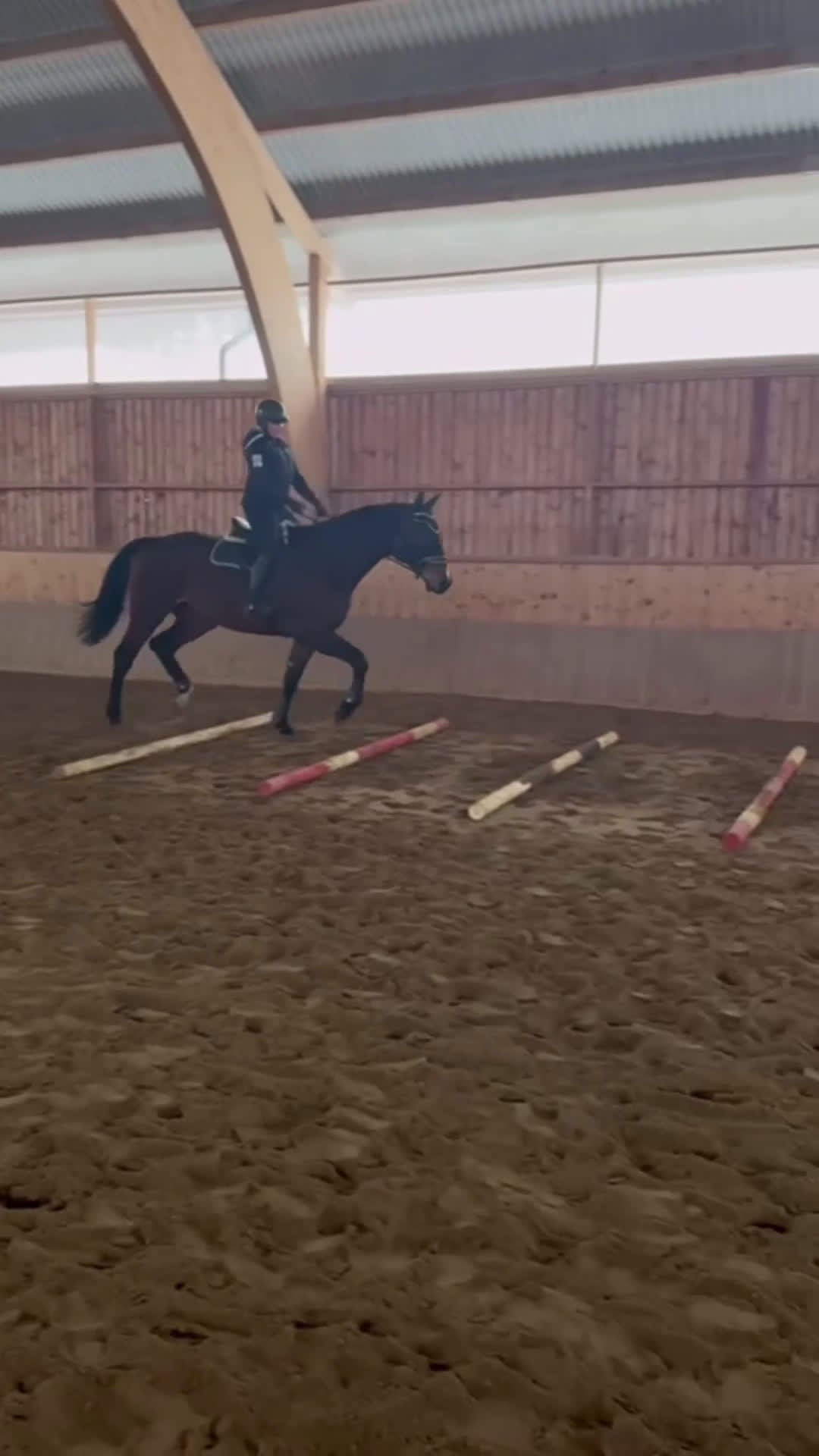 Allround hästar till salu: 6-årig SWB- valack  - Video 1