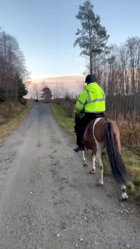 Allround hästar till salu: Ett fint sto med hjärtat av guld  i Härnösand - Video 3