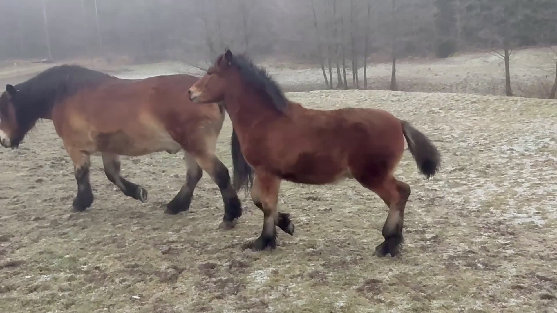 Körning hästar till salu: Dräktigt Elitsto samt Pigall 7 mån i Lilla Edet - Video 5