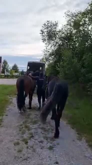 Allround hästar till salu: Underbart kallblodssto - Video 4