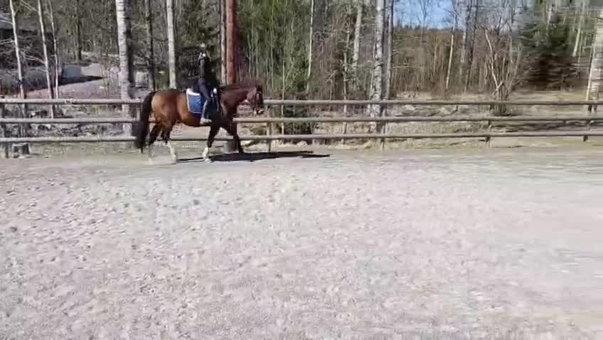 Allround hästar till salu: Sött sto - Video 1