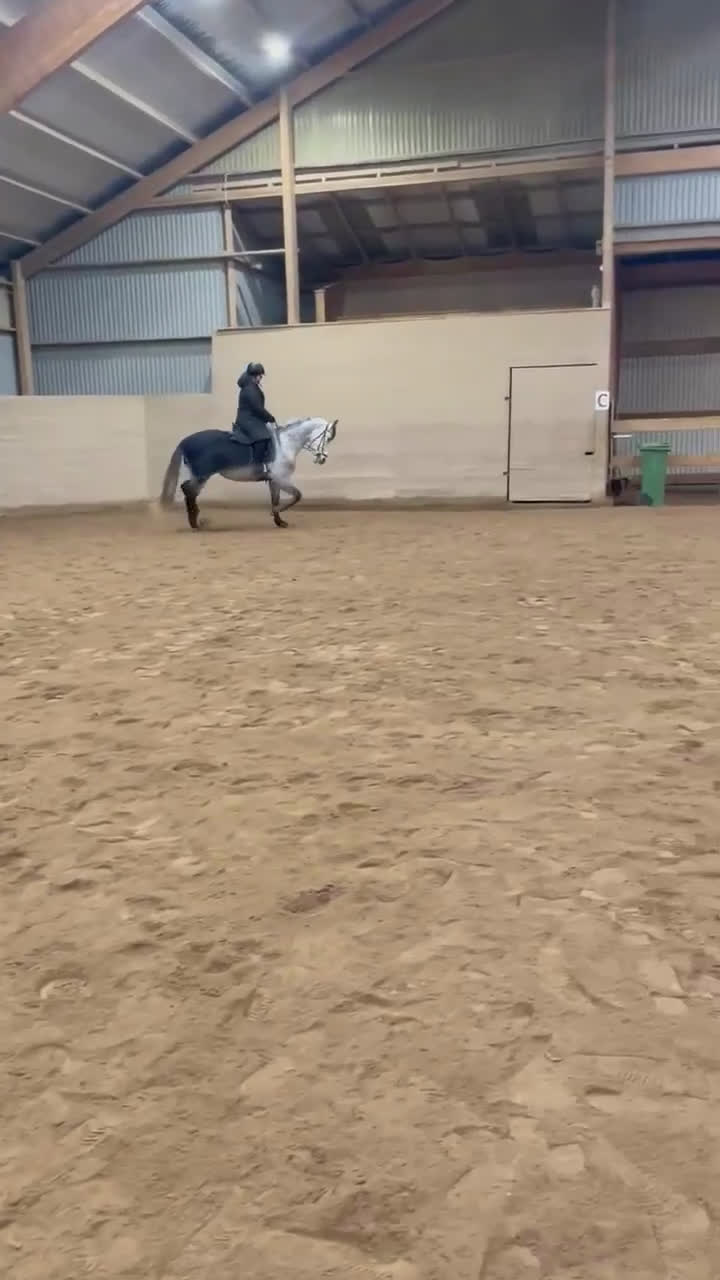 Allround hästar till salu: Superfin PRE valack  - Video 1