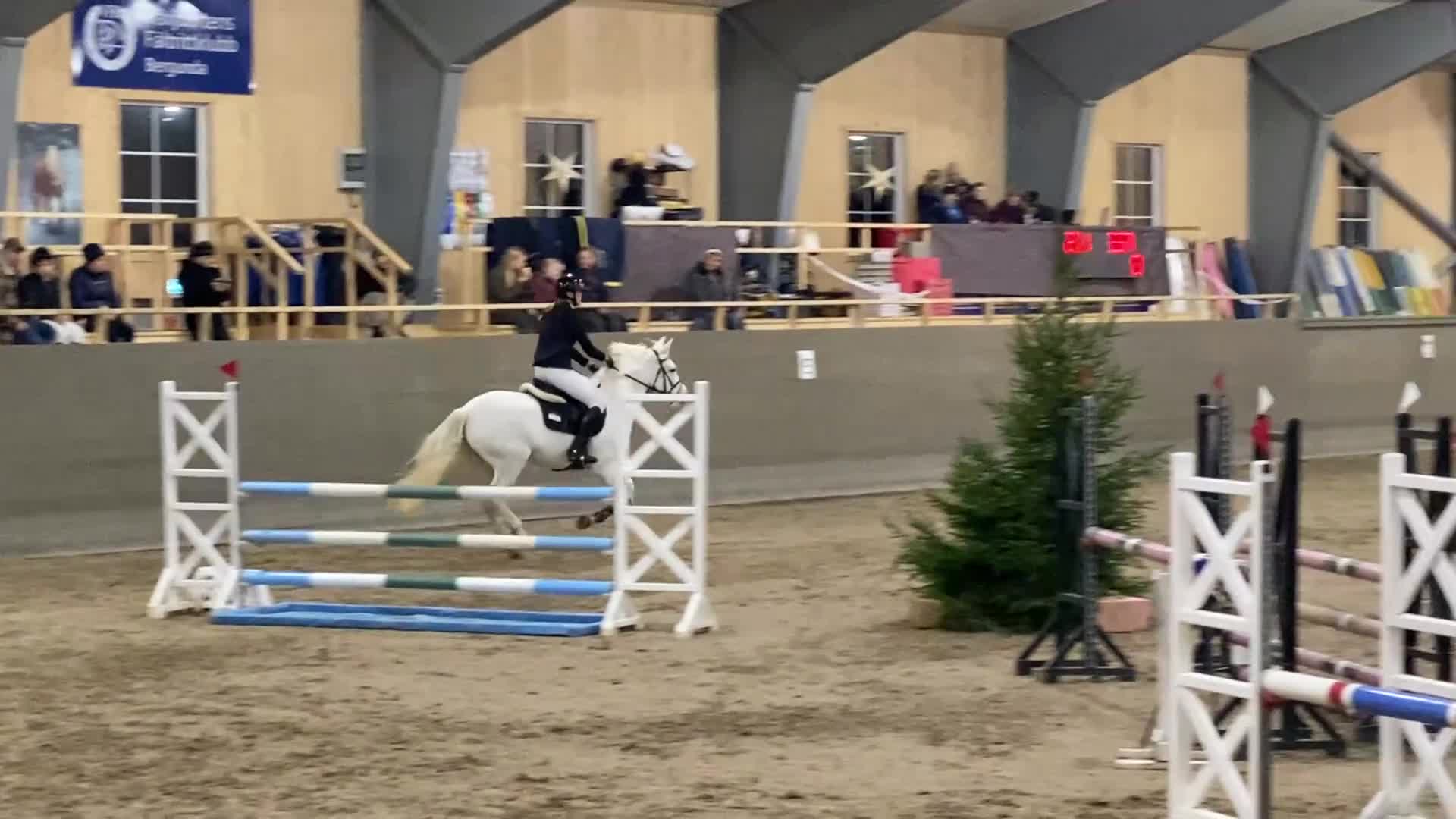Hoppning hästar till salu: Maxad d-ponny för hopp, dressyr eller fälttävlan  - Video 2
