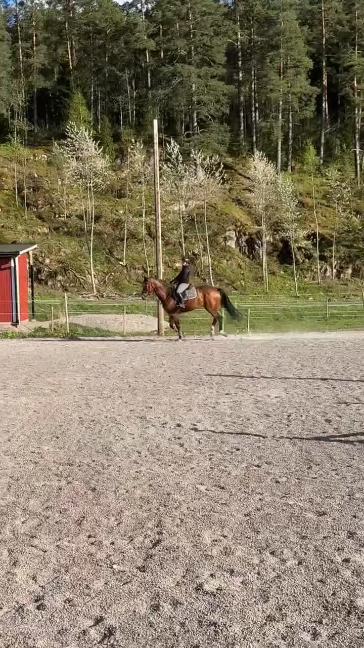 Hoppning hästar till salu: Fynd 🌟 - Video 1